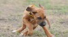 Rhodéský ridgeback - štěňata 226335_t.jpg