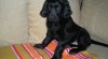 Flat Coated Retriever 226447_t.jpg