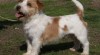 Jack russel teriér - štěňátka s průkazem původu 226741_t.jpg