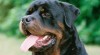Rottweiler – 20ti měsíční pes s PP 226761_t.jpg