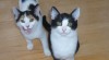 Kiara a Tim 227345_t.jpg