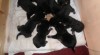 beauceron 228466_t.jpg