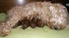 Irish soft coated wheaten terrier 229759_t.jpg