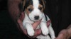 Parson russell terier 230043_t.jpg