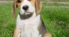 Beagle - štěňata s PP 231402_t.jpg