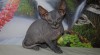 Koťátka Donský Sphynx s PP 231705_t.jpg
