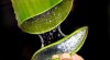 Detoxikace organismu 234516_t.jpg