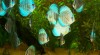 Terčovci tyrkys brilliant, malboro red, white+blue daimond, pigeon blood ve velikostech 5, 6, 7, 8, 9 234812_t.jpg