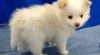 nádherná Pomeranian dítě k adopci 235511_t.jpg
