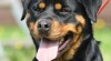 Rottweiler - štěňata s PP 236179_t.jpg