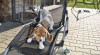 Nabízíme krásná štěnátka Bígla (Beagle) s PP 236864_t.jpg
