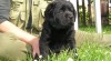 Štěňátka Labradorského retrievera 237471_t.jpg