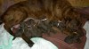Chesapeake bay retriever 237569_t.jpg