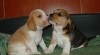 Beagle - štěňata s PP 237864_t.jpg