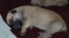 Štěňátka Boerboel na prodej, špičkoví rodiče 238929_t.jpg