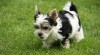 Biewer Yorkshire terrier 239012_t.jpg