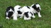 Biewer yorkshire terier FENKY 239173_t.jpg