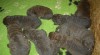 Chesapeake bay retriever 240125_t.jpg