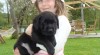 Labrador s PP 240461_t.jpg
