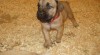 Štěňátka Boerboel na prodej, špičkoví rodiče 241092_t.jpg