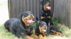 Rottweiler štěňata s průkazem původu 241212_t.jpg