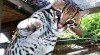 Savannah, serval, ocelot a gepard mláďata 241378_t.jpg