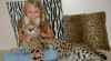 Sandcats, Serval, Savannah, Ocelot, Margay a Caracal koťata na prodej 242126_t.jpg