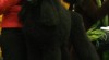 Pudl velký(královský) s PP 242899_t.jpg