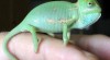Chameleon Jemenský (Chamaeleo calyptratus) 24305_t.jpg