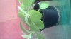 Pokojovka-Mexicky Eukalyptus-Rymovnik 243104_t.jpg