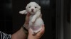 Coton de Tuléar 243338_t.jpg