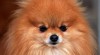 WOOOW....!!!! - Pomeranian štěňata pro přijetí roztomilé a roztomilý 243790_t.jpg