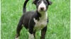 Bulterier - MARSO Bullterier 243895_t.jpg