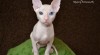 Don sphynx-bezsrsté mačiatka 244028_t.jpg