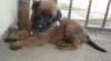 belgický ovčák malinois, šťěňata s PP 24405_t.jpg