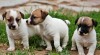 Jack Russell teriér 244060_t.jpg