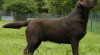 LABRADOR RETRIVER čokoládová štěnátka s PP 244152_t.jpg