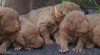 Chesapeake bay retriver z top ch,stanice 2004-2010 s PP 244153_t.jpg