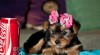 AKC - yorkie štěňata pro přijetí roztomilé a roztomilý 244663_t.jpg