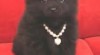 AKC - šálek pomeranian štěňata k adopci cute a rozkošný 244796_t.jpg