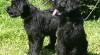 štěně - briard 24479_t.jpg