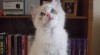 Ragdoll - koťátka 245019_t.jpg