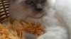 Ragdoll koťátka s PP 245327_t.jpg