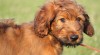Briard - krásná plavá štěňata 245347_t.jpg