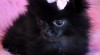 AKC - šálek Pomeranian štěňata pro přijetí roztomilé a roztomilý 245355_t.jpg