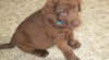 Chesapeake bay retriever 245492_t.jpg
