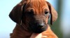 Rhodesian ridgeback a Chesapeake bay retrívr 245734_t.jpg