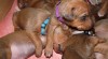 Rhodéský ridgeback - štěňata 246312_t.jpg