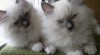 Ragdoll koťátka s PP - již k odběru 246510_t.jpg