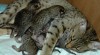 OCICAT koťátka 247086_t.jpg